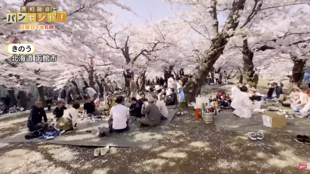 春季的日本櫻花盛開，風景絕美，非常適合觀光。 