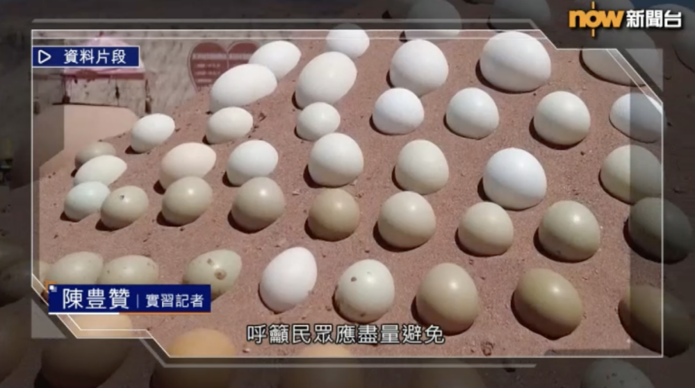 景區內的沙堆放置了雞蛋，可在烈日下自然變熟。