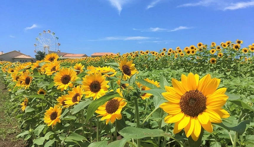 今年向日葵花期則預計會在7月中旬起至8月中旬