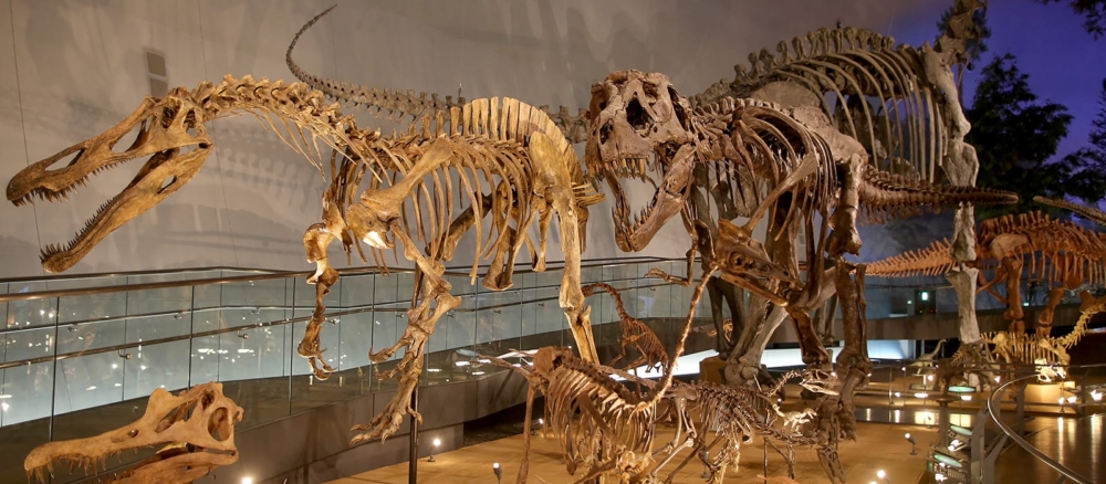 福井縣立恐龍博物館是最推薦的恐龍景點～