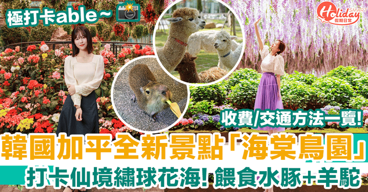 韓國加平最新人氣景點海棠鳥園！打卡仙境繡球花海+餵食水豚/羊駝！地址/收費/交通方法一覽