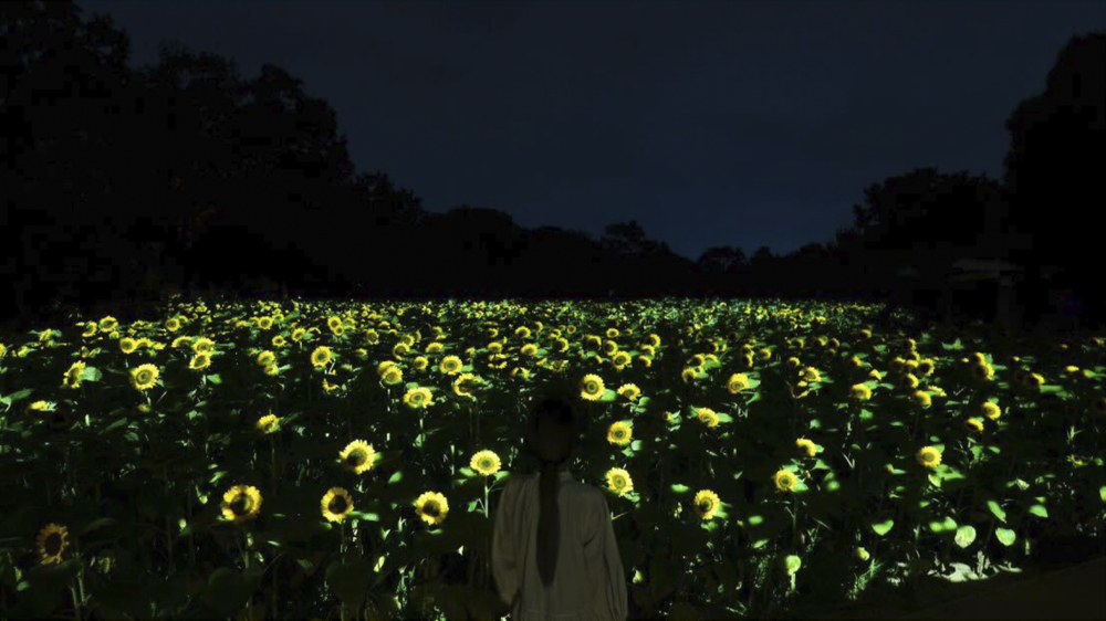 大阪teamLab長居植物園夏季向日葵特展