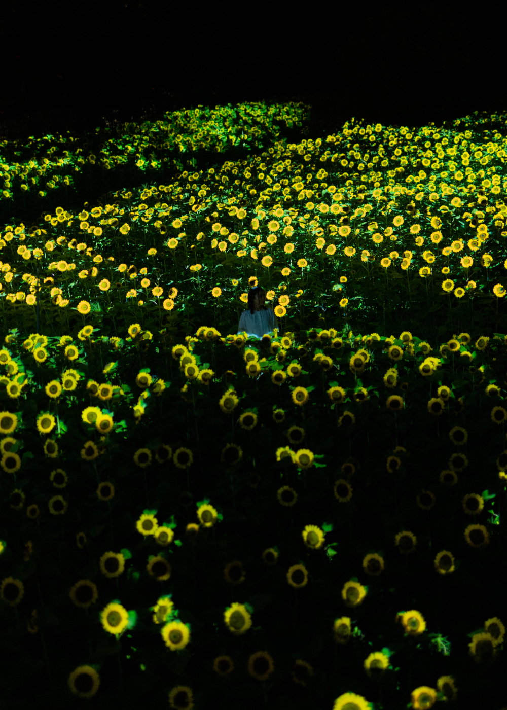 「TeamLab 大阪長居植物園」宣布舉辦《生命是黑暗中漂浮的閃爍之光-向日葵》展覽