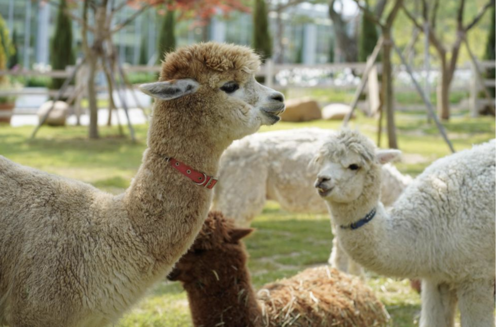 神秘花園」則是一個與​​動物和植物融為一體的空間