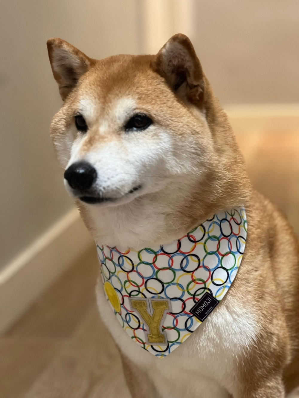 DIY毛小孩專屬領巾