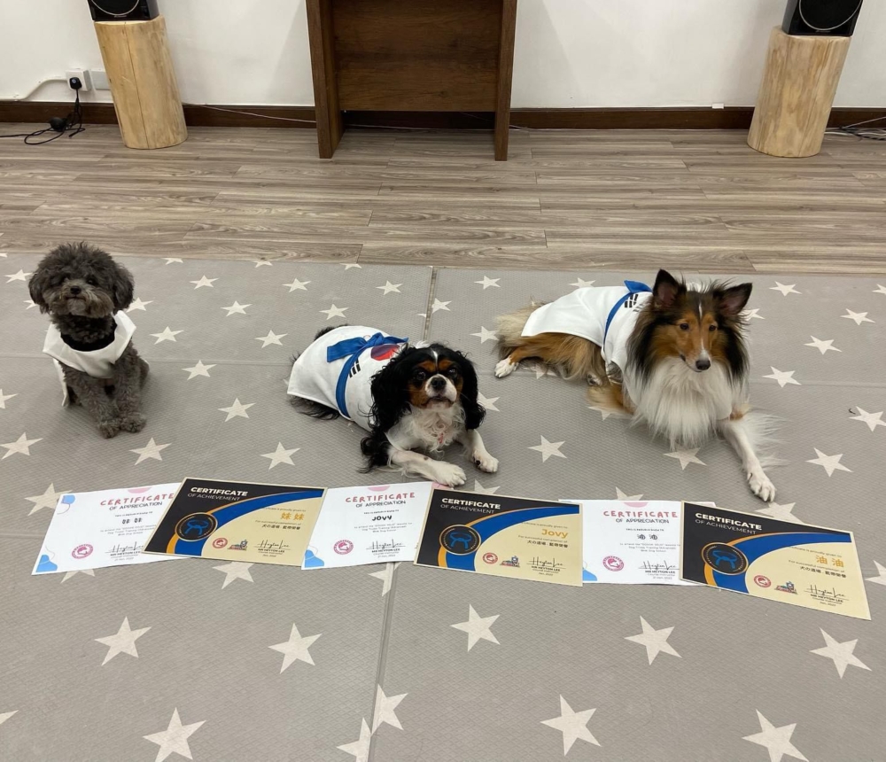 毛小孩跆拳道證書課程