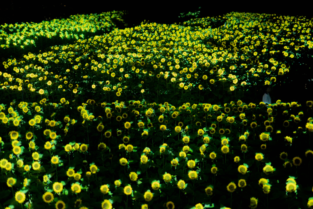 展覽期間晚上20,000朵向日葵將進行限時照明