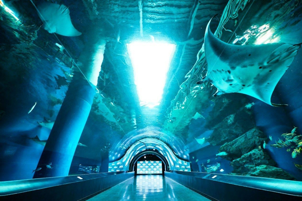 距離品川站約2分鐘路程的「品川Maxell水族館」,不但擁有約350種不同品種、25,000隻海洋生物,更是以結合燈光、聲效及影像等最新科技展示聞名的都市型水族館!