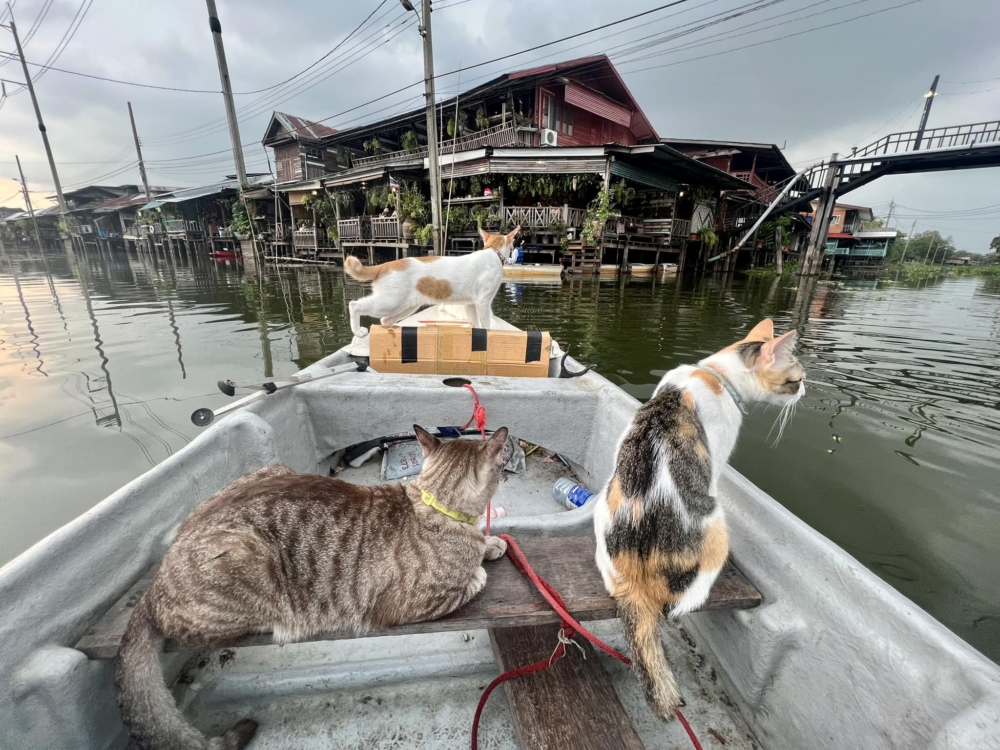 Si Yaek Huatakhe Cafe & Guesthouse在鱷魚頭百年水上市場開業,他們提供了一項非常特別的乘船導覽服務——「貓貓船」