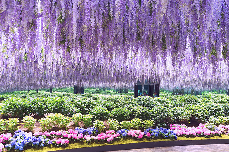 「花朵室」中則放滿色彩繽紛的繡球花和宿根花卉
