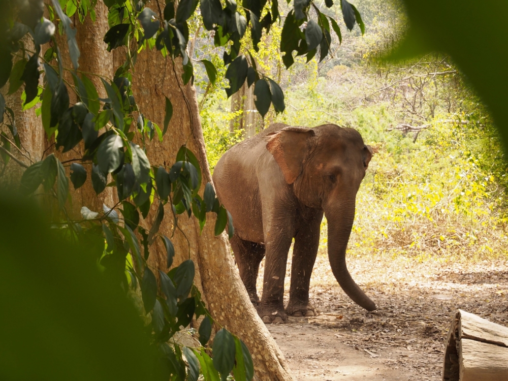 各位亦可向酒店租借免費腳踏車，繞著湖泊騎行，盡情感受大自然。