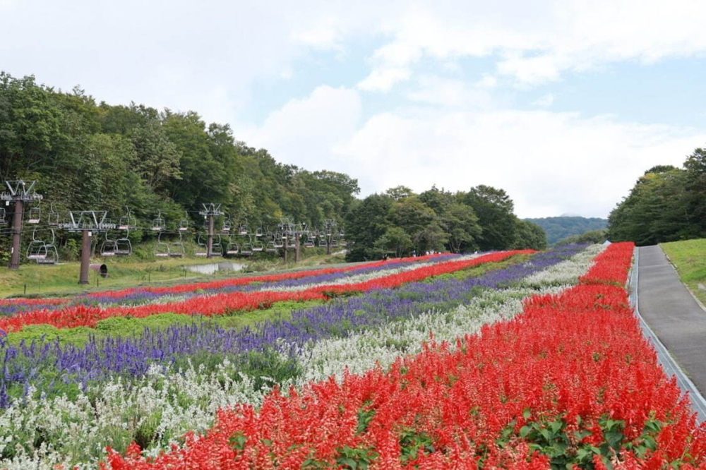 位於群馬縣沼田市的玉原薰衣草公園(Tambara Lavender Park)