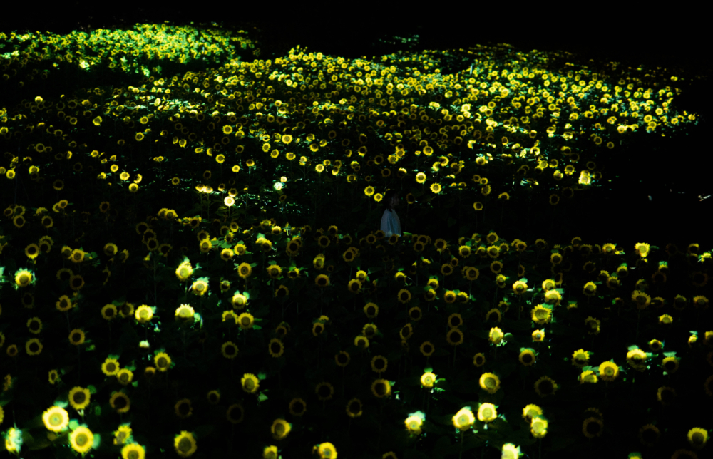 大家將可以欣賞到向日葵在黑夜中閃閃發光的景象