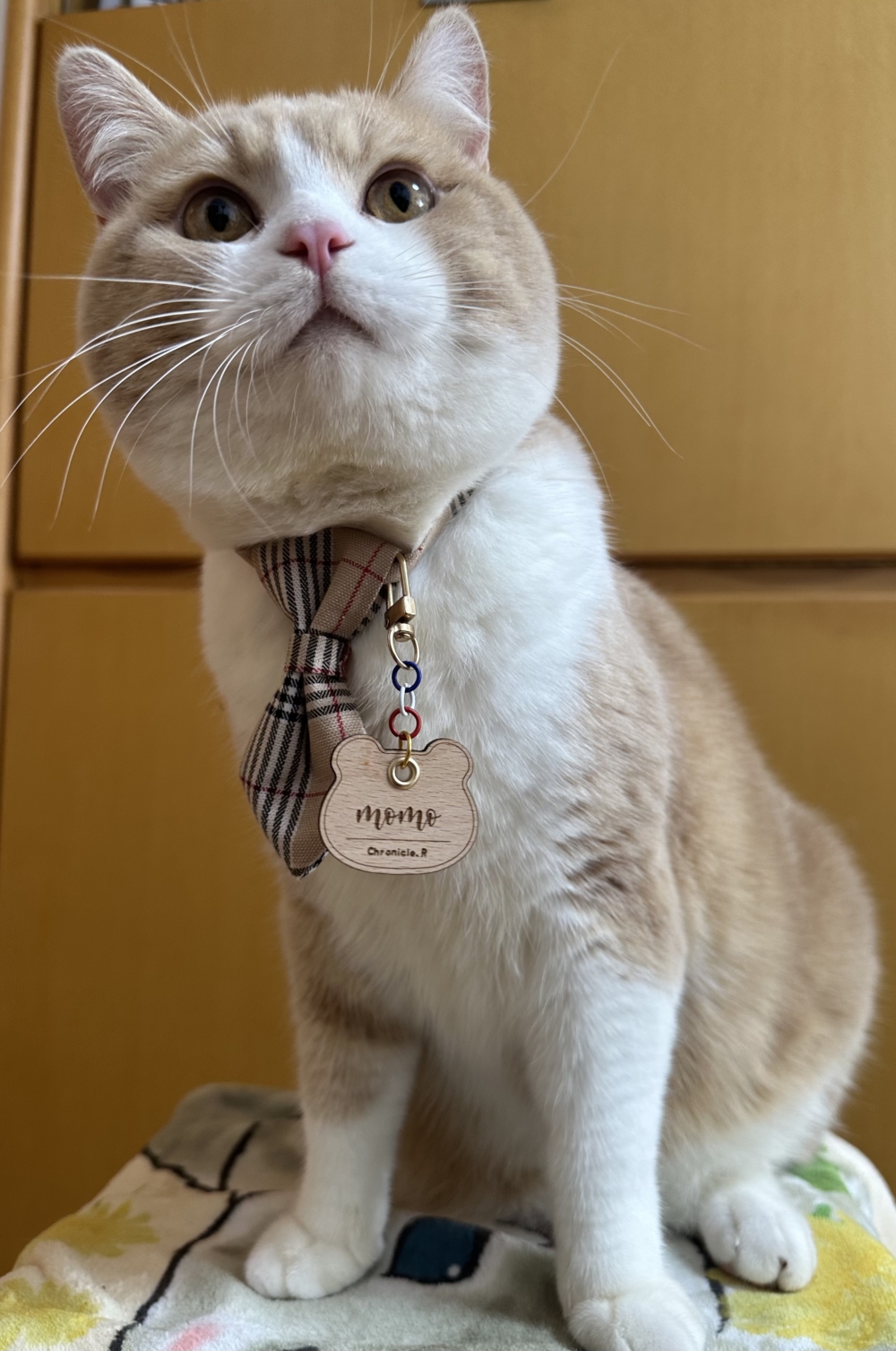 DIY毛小孩專屬名牌