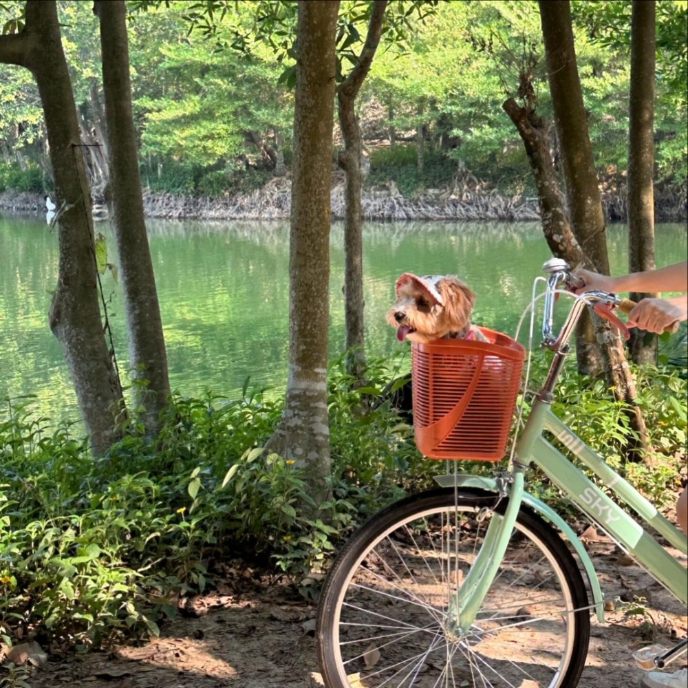 另外入住考艾洲際度假酒店，亦別忘了留半天時間在園區內走走