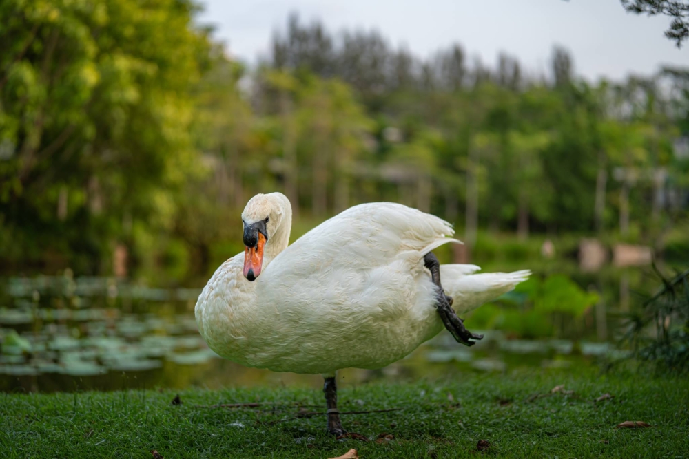 園區占地十分廣大，共有3座湖泊，多達上萬棵樹木