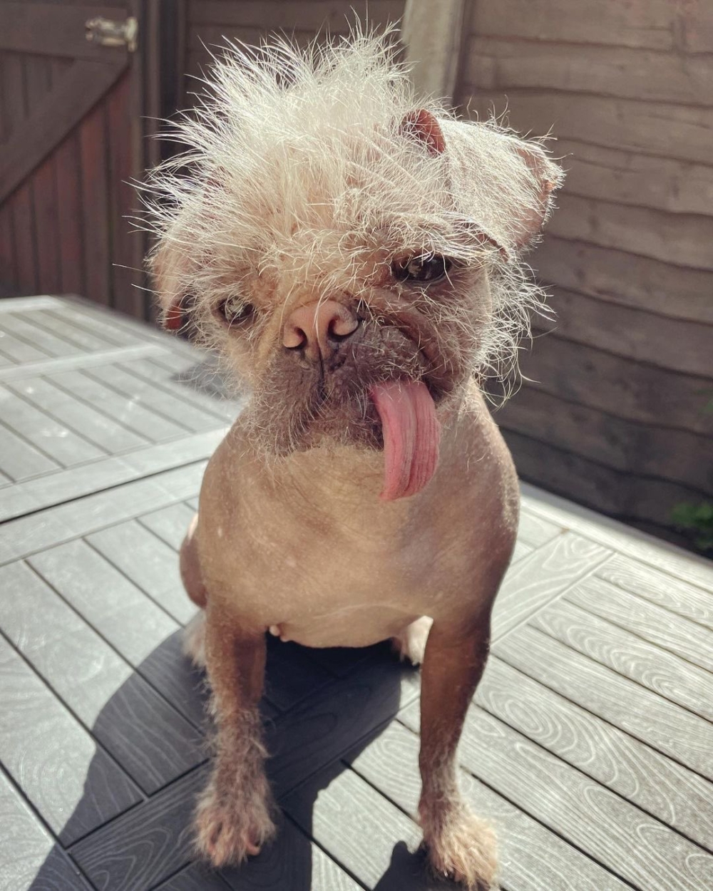 Peggy憑著醜萌的獨特外表,獲選「英國最醜的狗」~