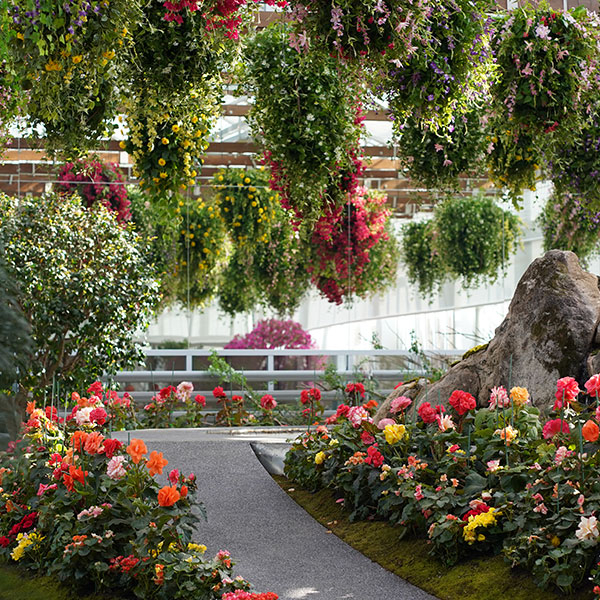 「花區」大家將可以在溫室中觀賞到秋海棠、杜鵑花、萬壽菊、常春藤等五彩繽紛的花朵