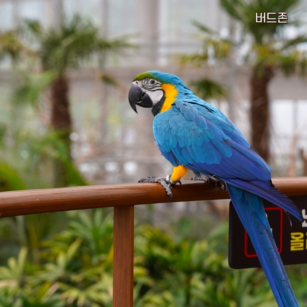在「鳥區」大家將可以觀賞到各類鸚鵡 、企鵝、水鳥、貓頭鷹等稀有鳥類