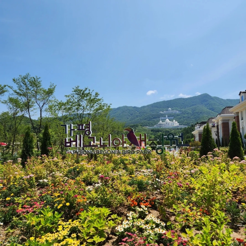 韓國加平最新人氣景點海棠鳥園！