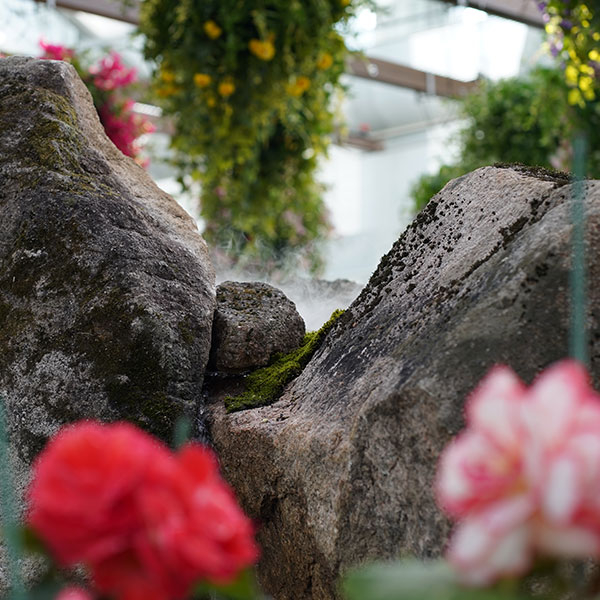 當中一大亮點便是一座由海棠花組成的海棠山