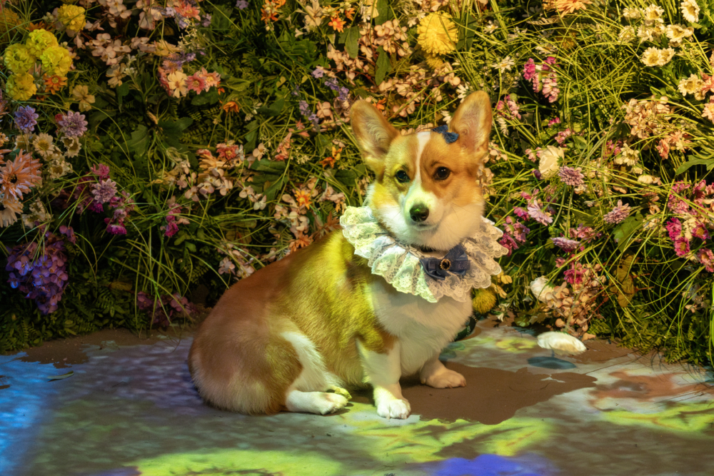 《NAKED FLOWERS花舞光影展》香港站逢星期三及星期日指定時間會舉辦「寵愛狗狗日」活動