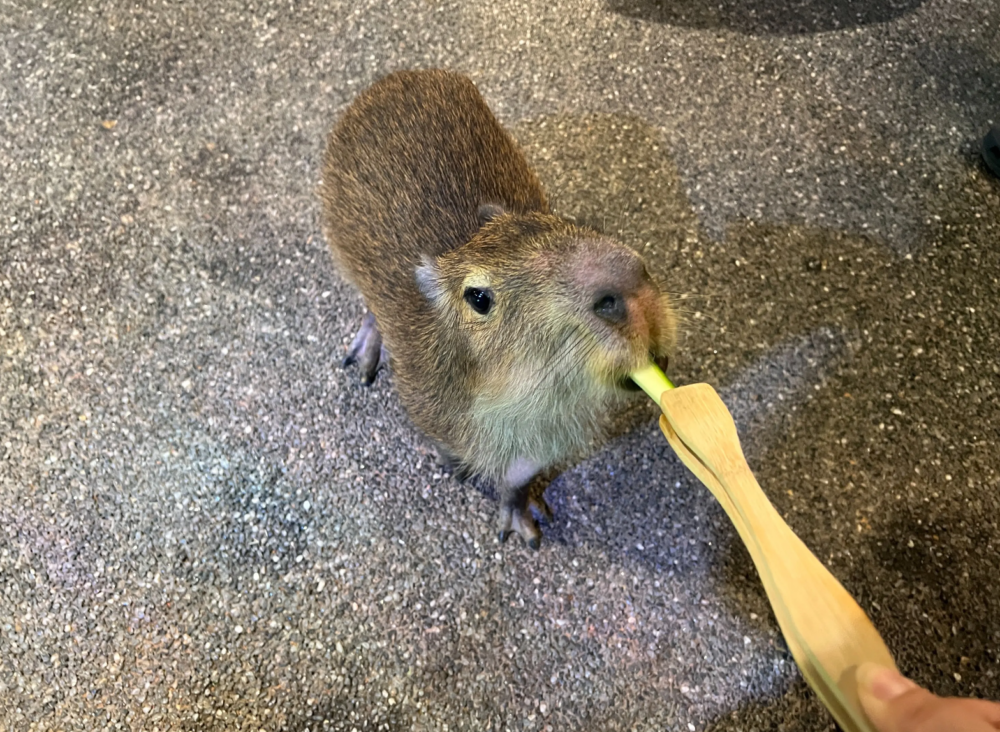 內裡飼養了羊駝、水豚以及綿羊等動物，大家更可體驗餵飼牠們