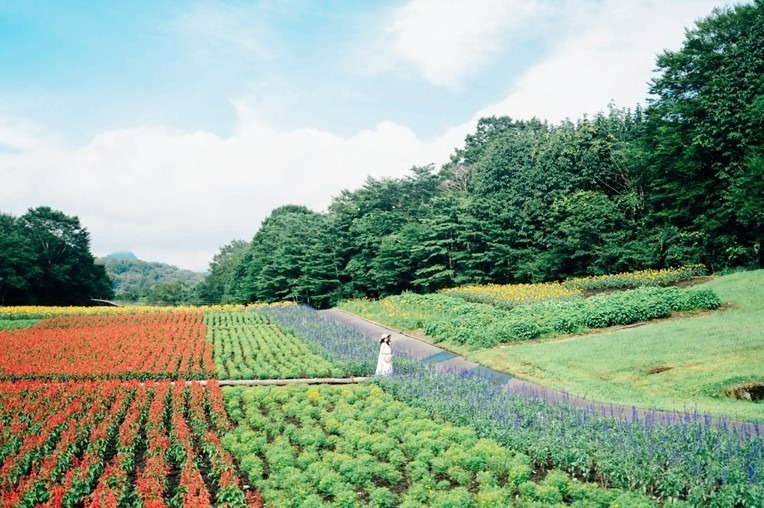 今年薰衣草的最佳觀賞時間為早花品種7月中旬、中花品種7月下旬、晚花品種8月初