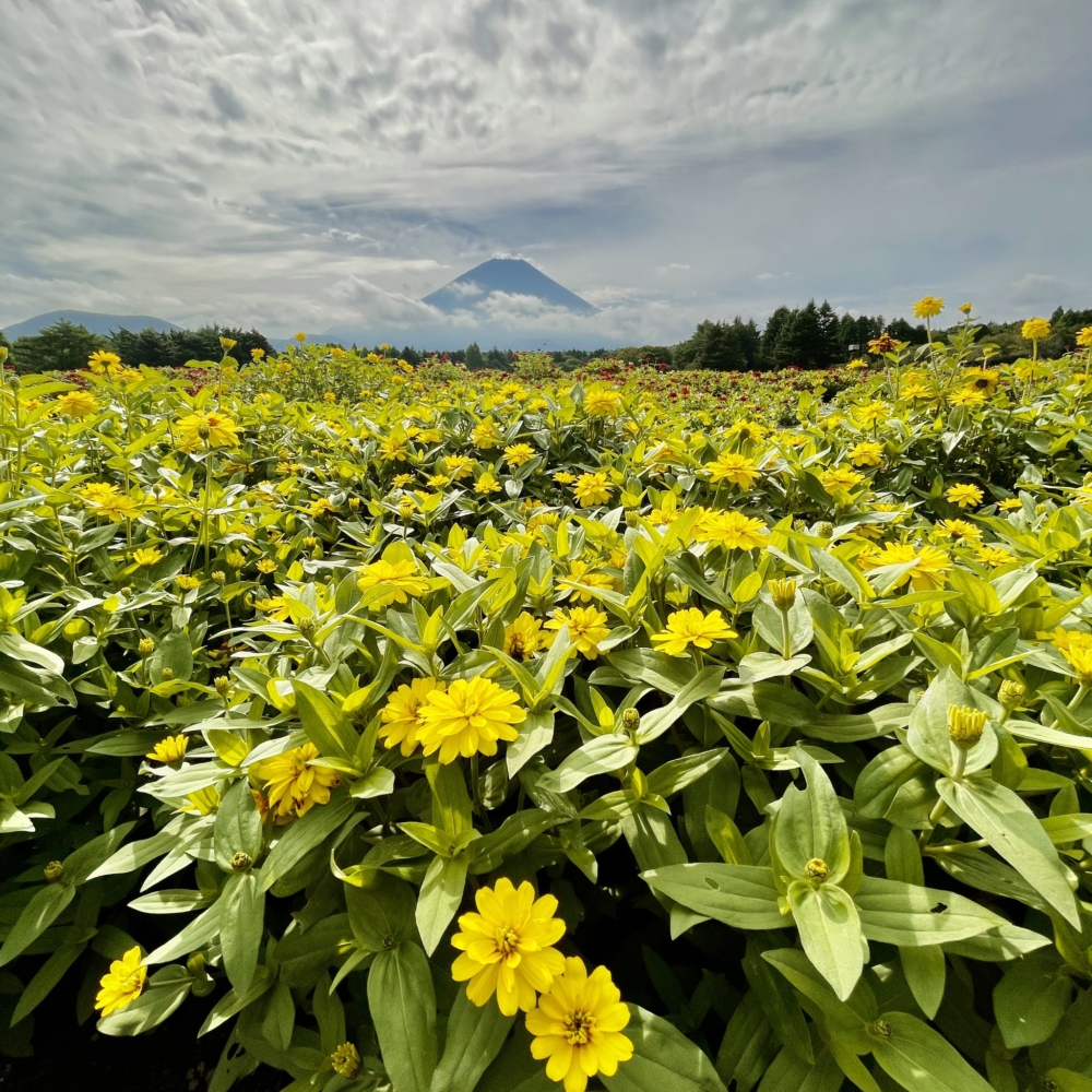 將富士山山麓裝飾得色彩繽紛,彩虹花海絕美!