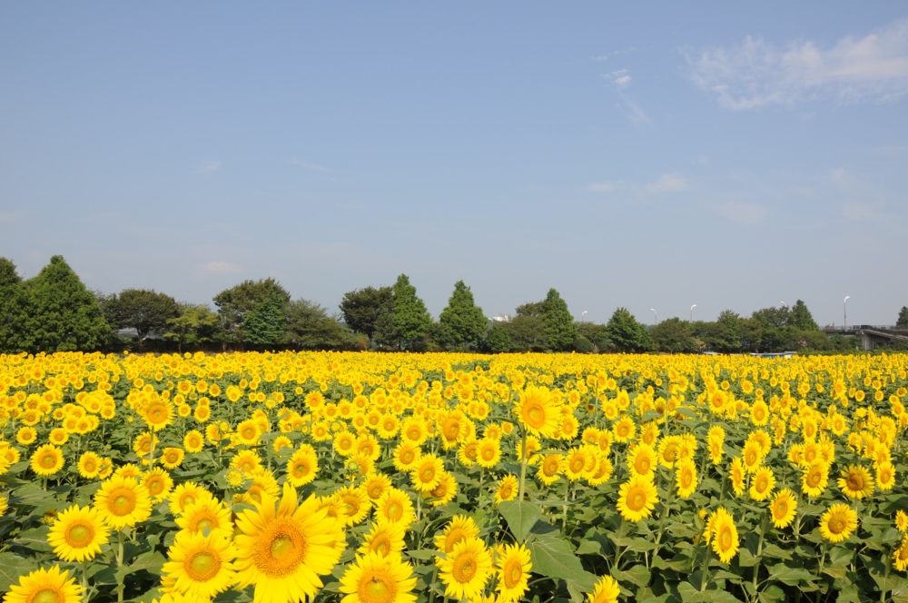 位於神奈川縣的座間市以向日葵作為市花,每年夏季都會舉辦限定賞花祭典!