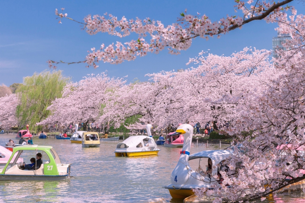 春季是賞櫻的浪漫季節:上野公園 。