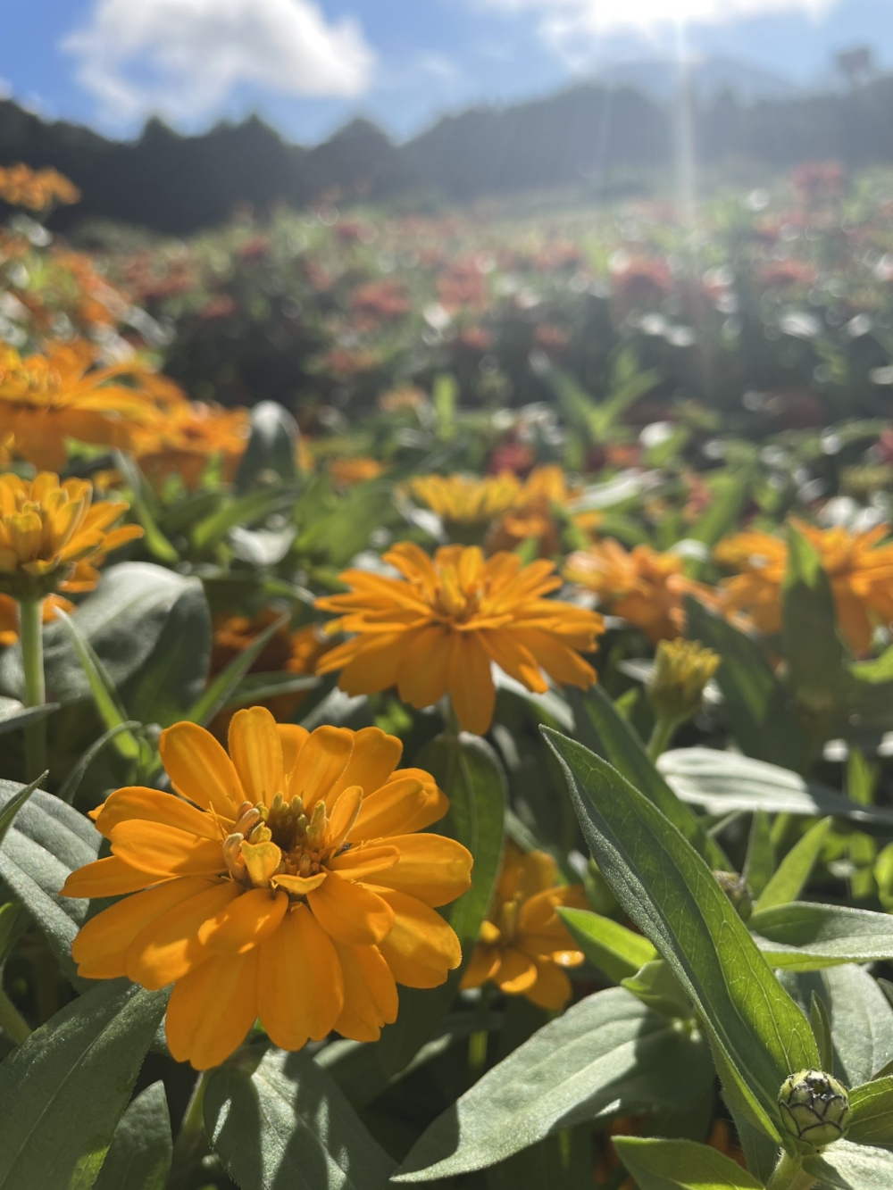 不同品種及顏色的花卉交織在一起~