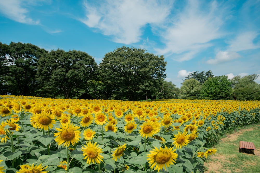國營昭和記念公園每年夏季有約5萬株向日葵盛開!