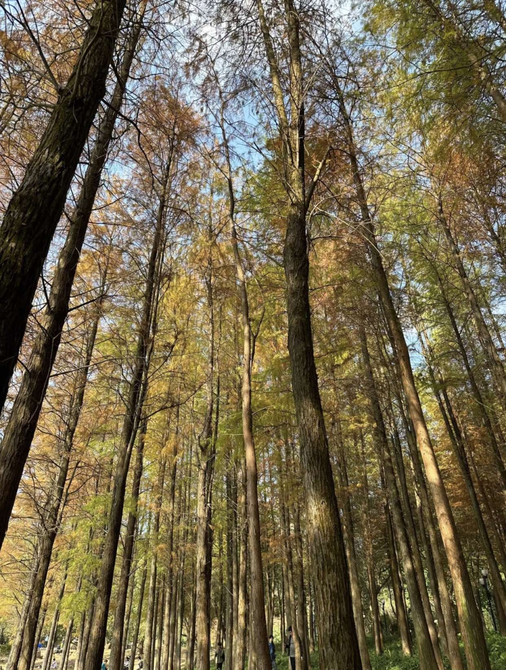 從東門進入可飽覽唯美的落羽松林及湖景，絕美～