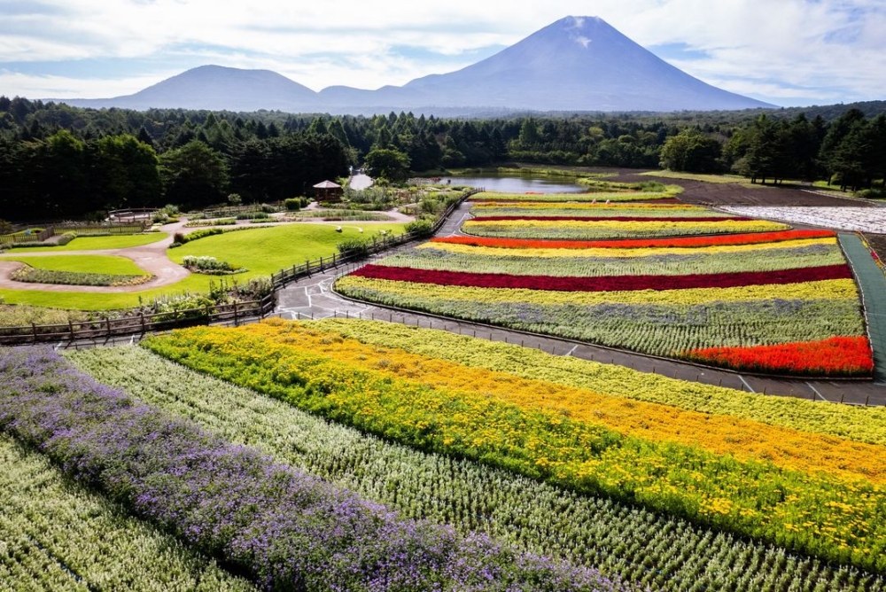 富士本栖湖「彩虹花祭」於8月31日至10月14日登場!