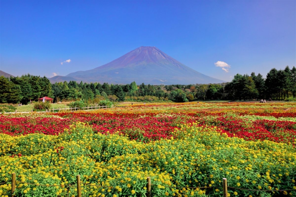 園區種植了約15個不同品種、逾8萬株花卉,色彩繽紛!