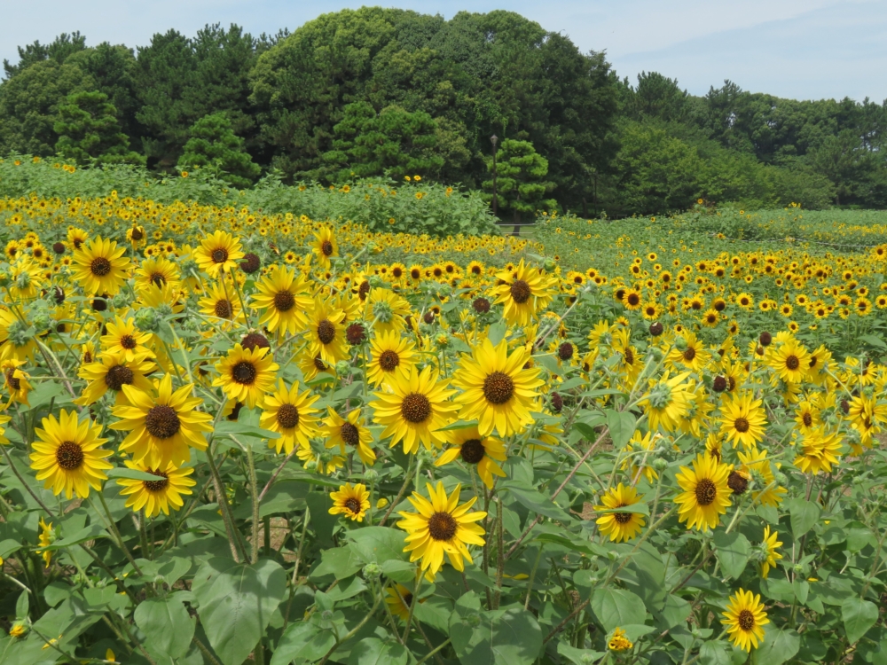 葛西臨海公園內的芝生廣場種植了一大片向日葵田~