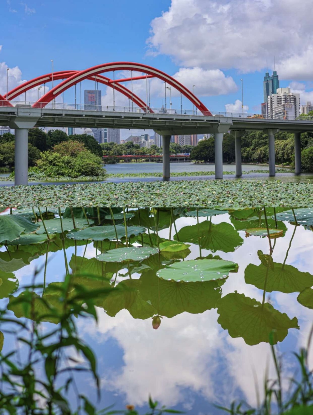 洪湖公園每逢夏季6至8月荷花盛開,荷花倒映在水面互相輝映,猶如一幅畫~