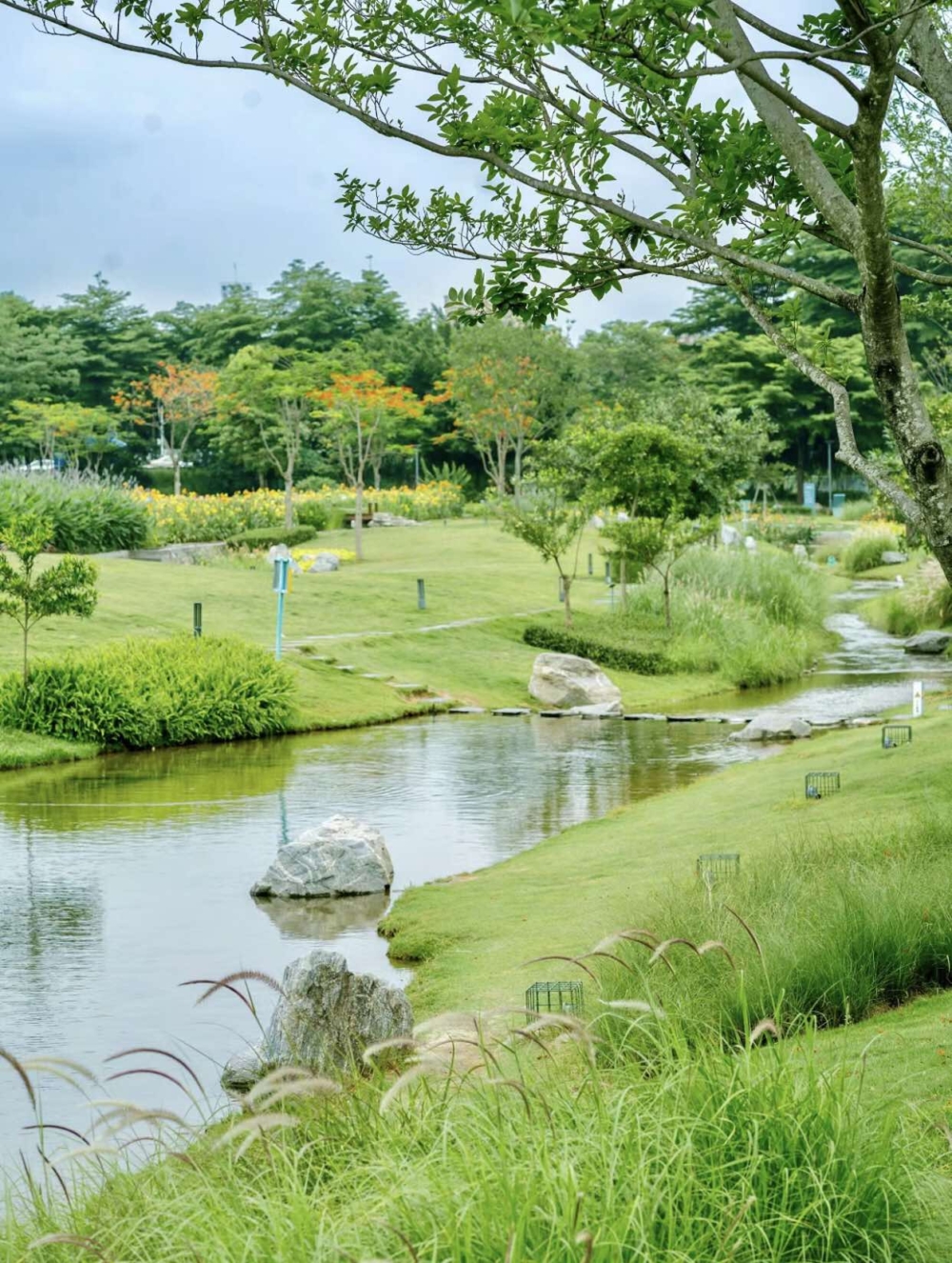 深圳樓村濕地公園。