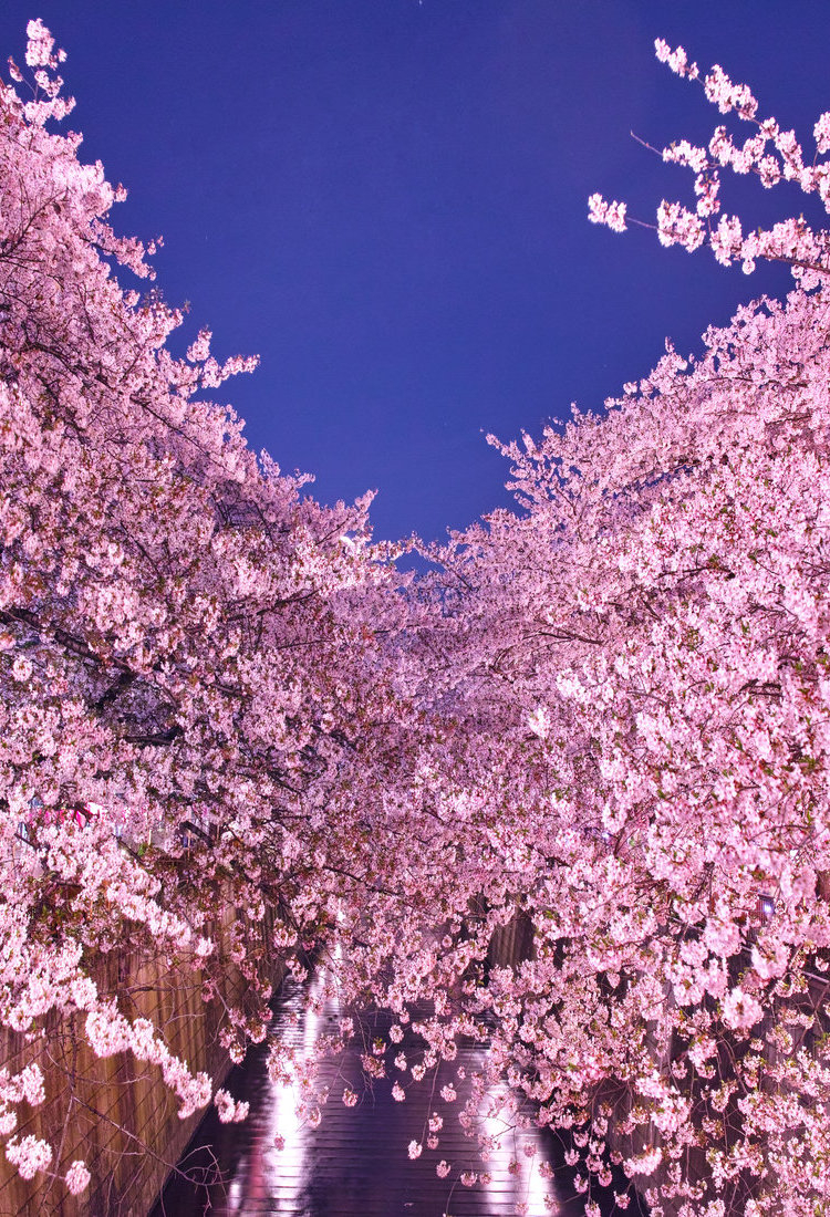 目黑川櫻花祭。