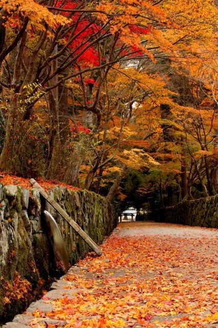 紅葉隧道。