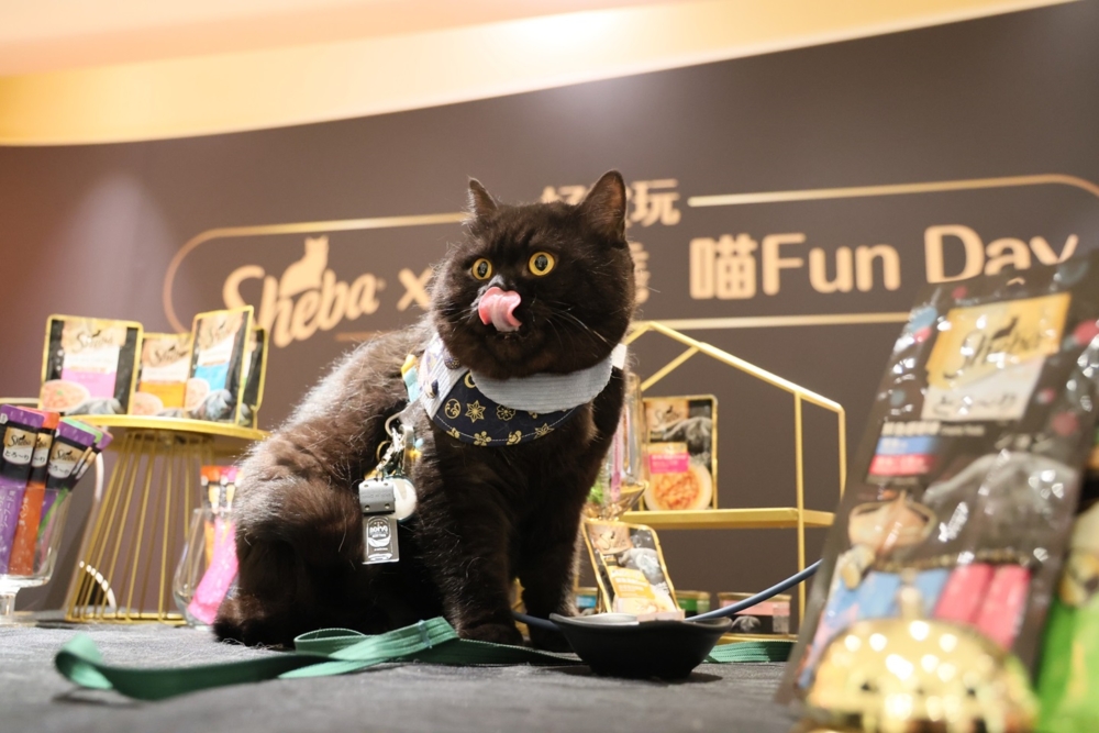 看著牠們食得開心的樣子,真是讓人倍感滿足!