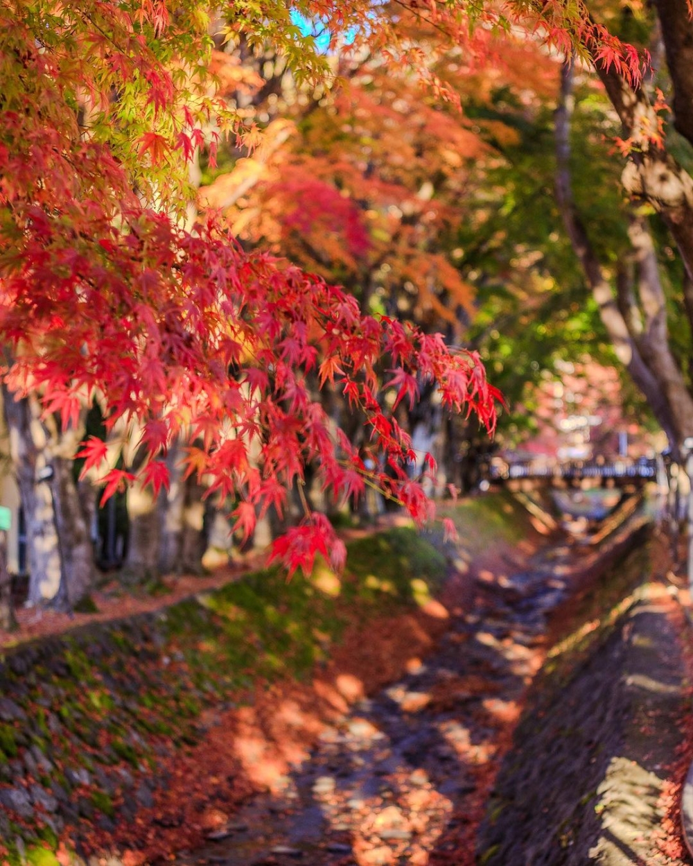 想去富士山河口湖祭，可從JR中央線大月站乘搭富士急行線至河口湖站，轉乘河口湖周遊巴士紅線，至久保田一竹美術館巴士站即可抵達。