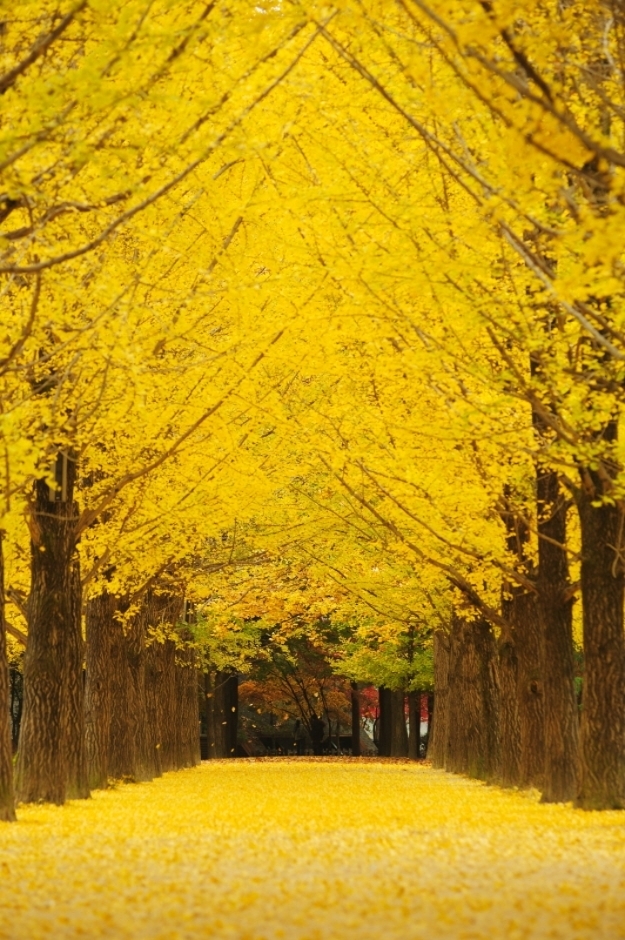 南怡島銀杏大道。