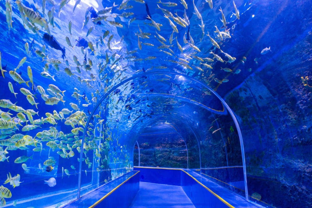 集海洋生物科普、親子互動等體驗於一身的海洋主題館「觀瀾海洋世界」。