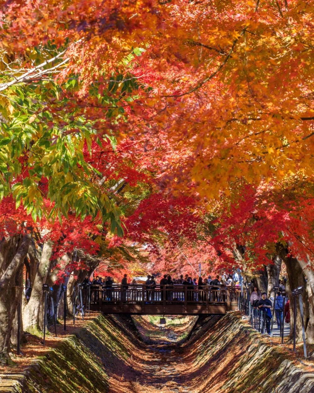 必打卡150米長紅葉迴廊！