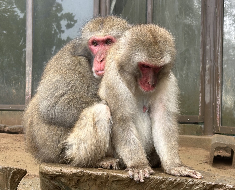高尾山猴園・野草園。