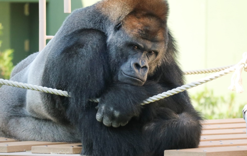 名古屋市東山動植物園。