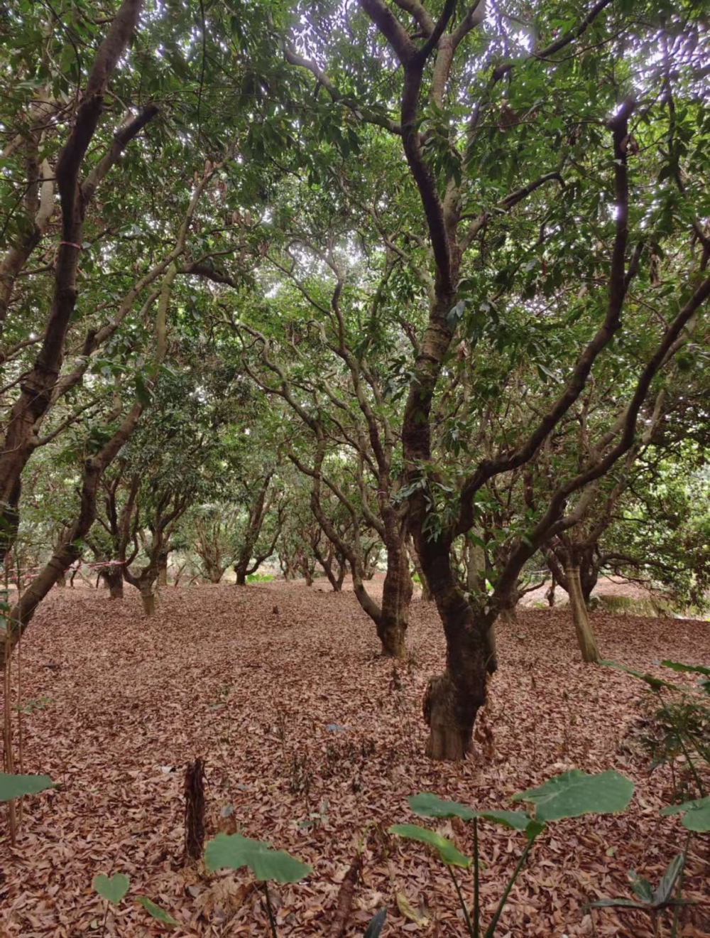 深圳荔林公園。