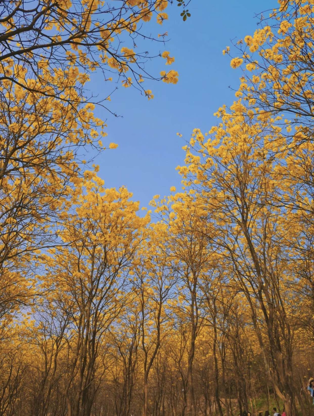 平湖生態園於3月是黃風鈴木盛開的季節，可飽覽到一大片黃澄澄的風鈴木海～